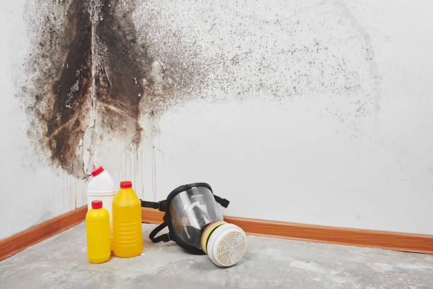 Best Mold Testing and Inspection Services in Camp Wood, TX