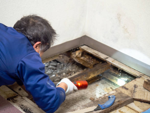 Best Bathroom Mold Remediation in Camp Wood, TX