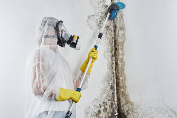 Best Bathroom Mold Remediation in Camp Wood, TX