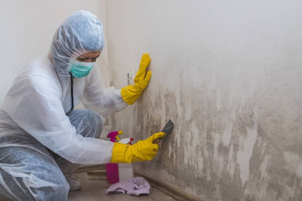 Best White Mold Remediation in Camp Wood, TX