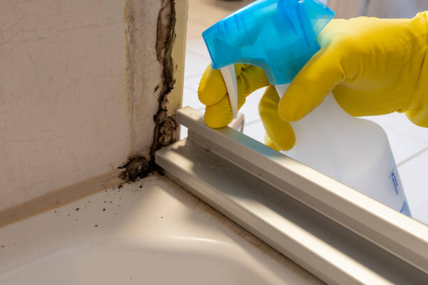 Best Residential Mold Remediation in Camp Wood, TX