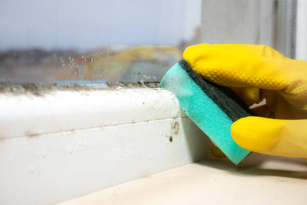 Best HVAC Mold Remediation in Camp Wood, TX
