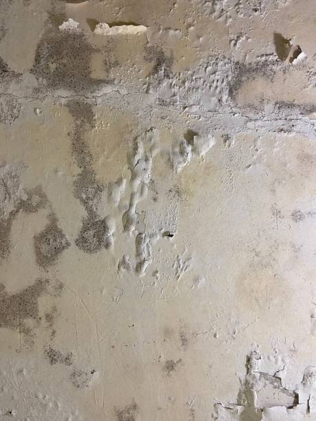 Best Commercial Mold Remediation in Camp Wood, TX