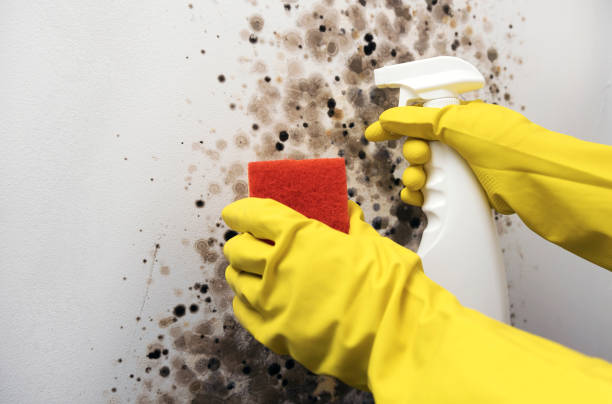 Best Attic Mold Remediation in Camp Wood, TX