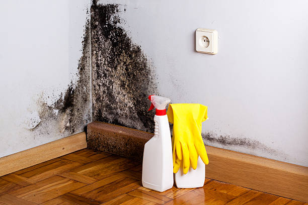 Best Crawl Space Mold Remediation in Camp Wood, TX